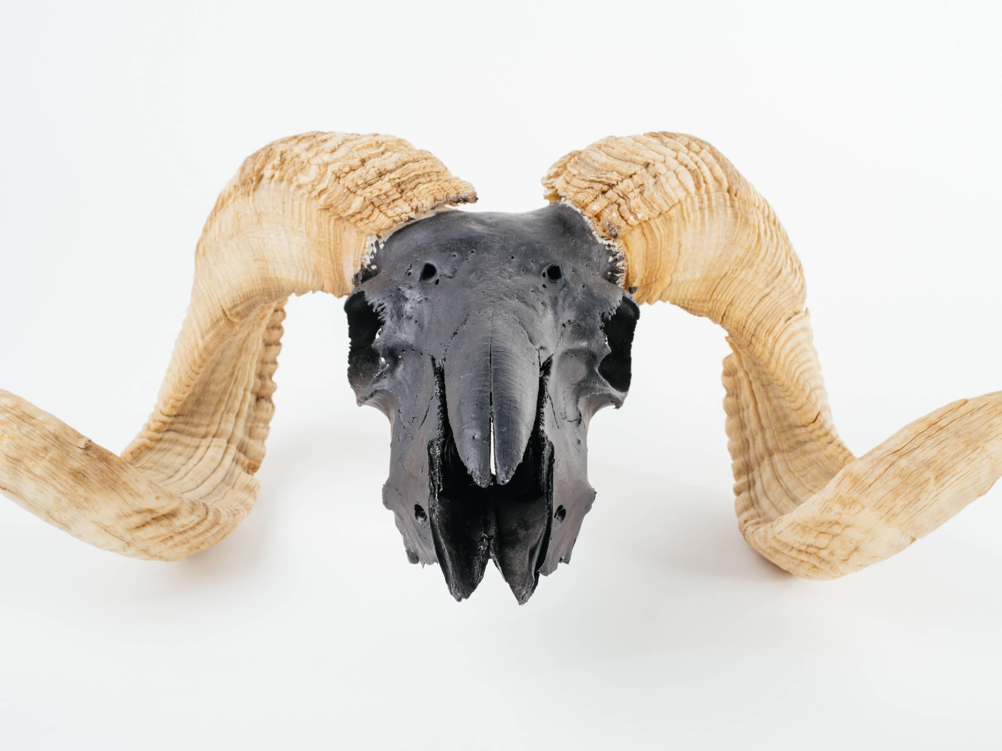 Organic Modern Artist Airbrushed Vintage Ram Skull and Horns