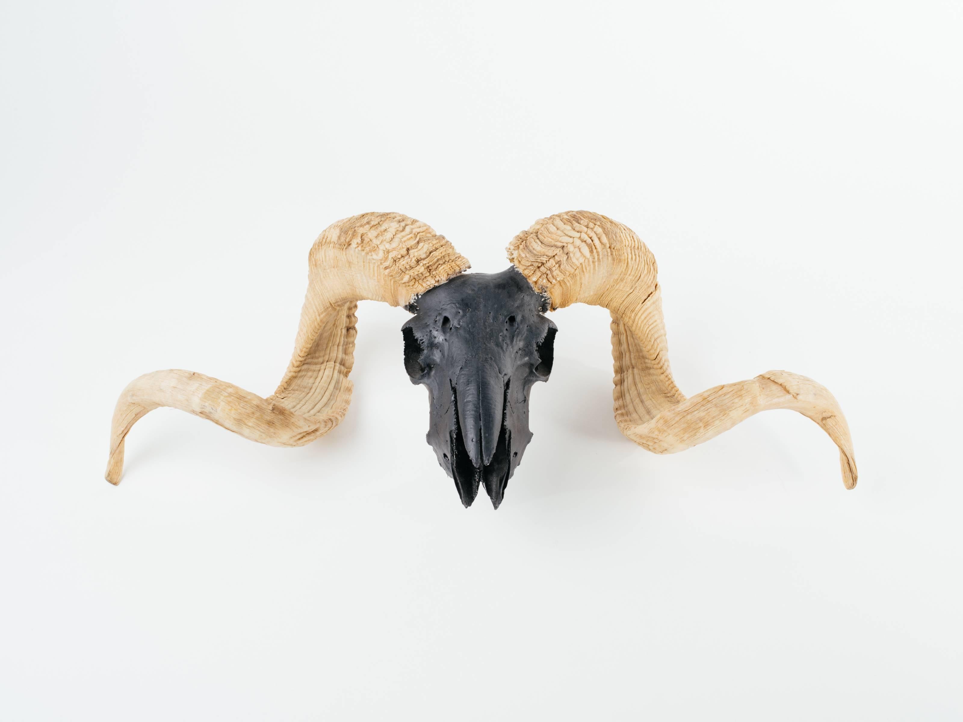 American Artist Airbrushed Vintage Ram Skull and Horns