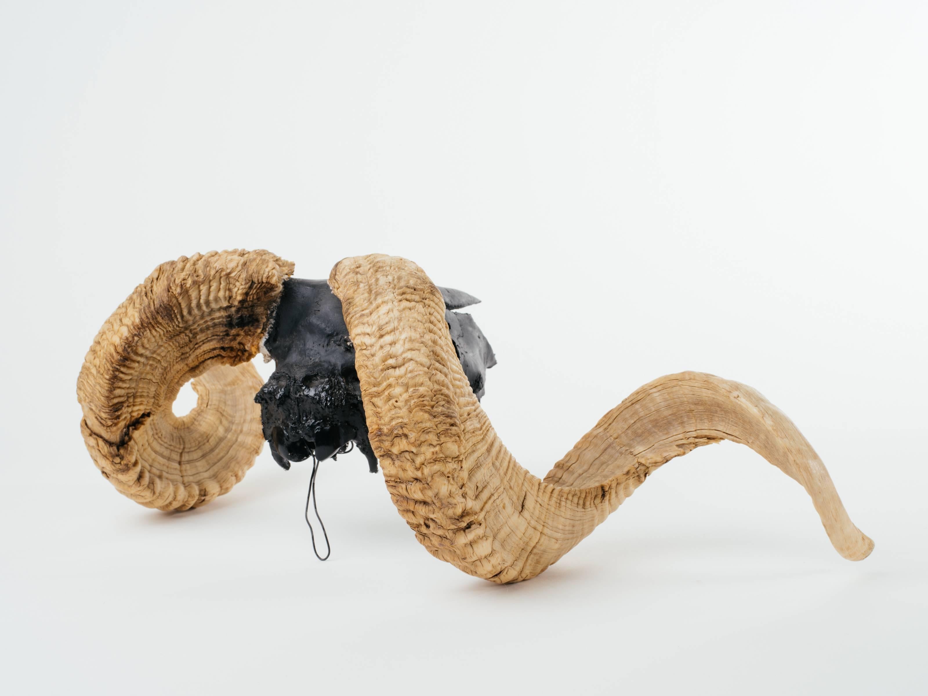 Bone Artist Airbrushed Vintage Ram Skull and Horns