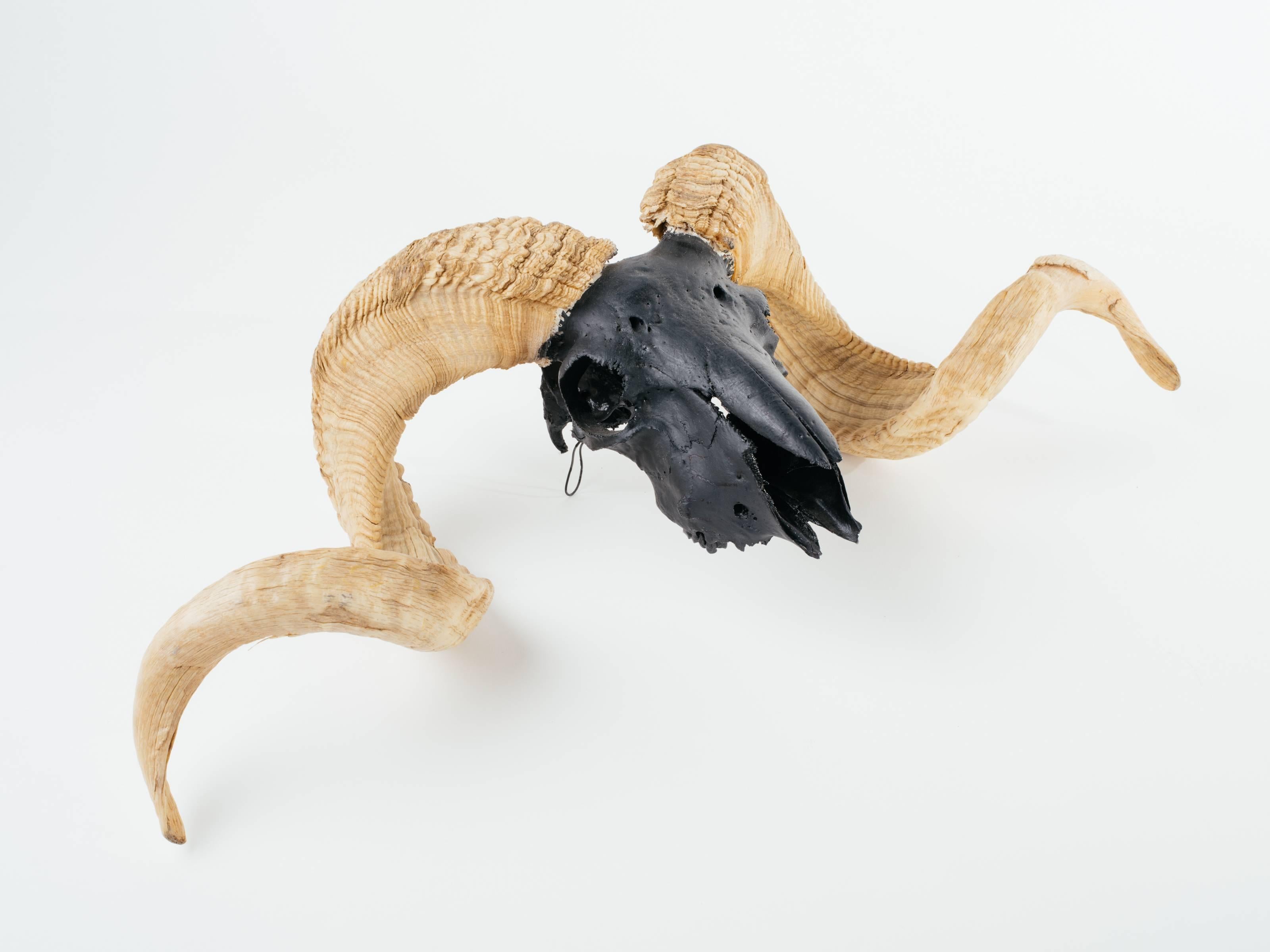 Artist Airbrushed Vintage Ram Skull and Horns 2