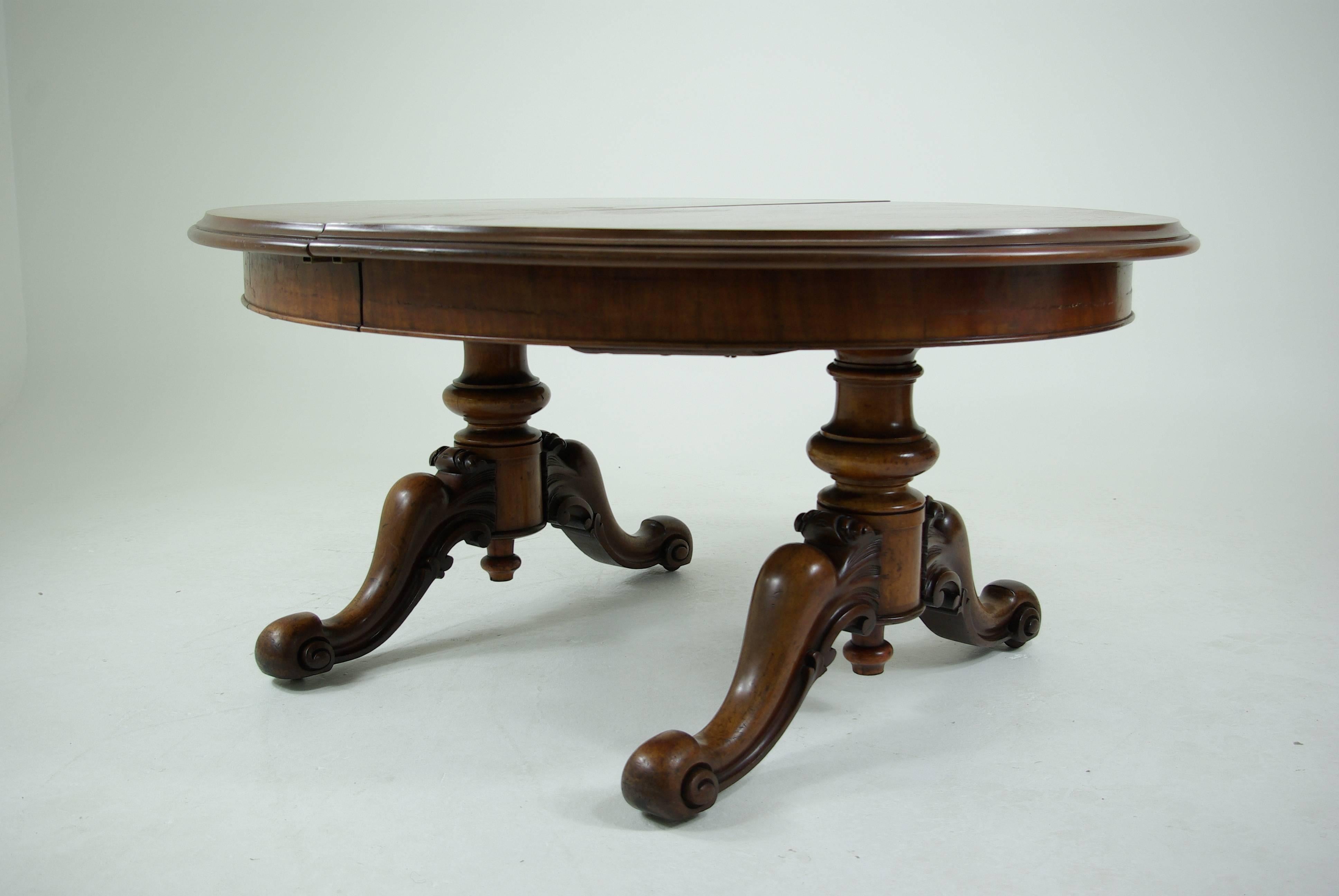 B305 Antique Scottish Oval Mahogany Dining Table, Carved Pedestals, 2 lg. Leaves 3