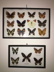 Real Butterfly Specimen Wall Hanging Sculpture, Pair