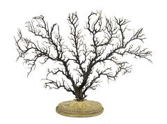 Pair of Beautiful Wunderkammer Natural Specimen, Big Horny Coral Branches