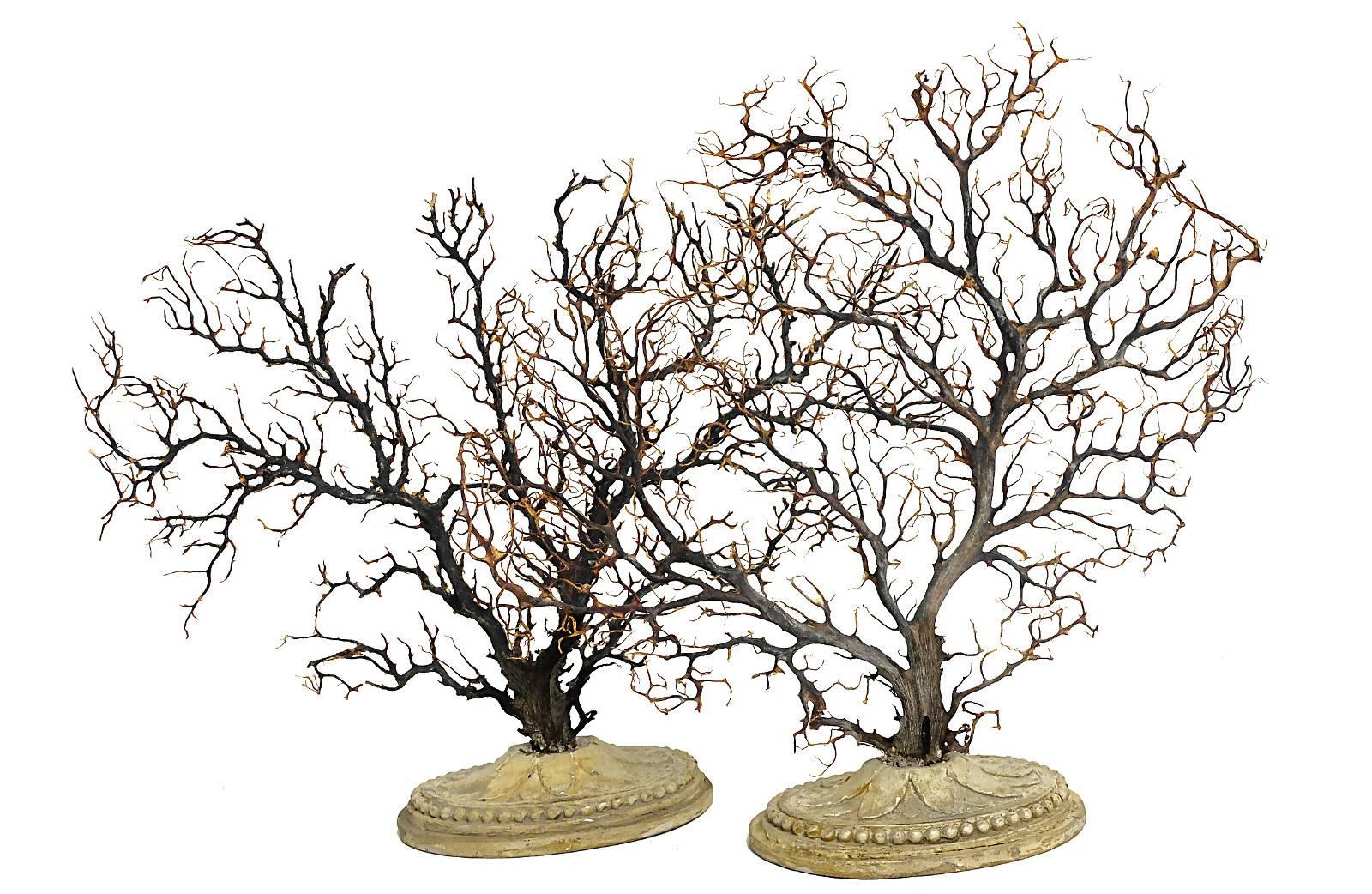 Late 19th Century Pair of Beautiful Wunderkammer Natural Specimen, Big Horny Coral Branches