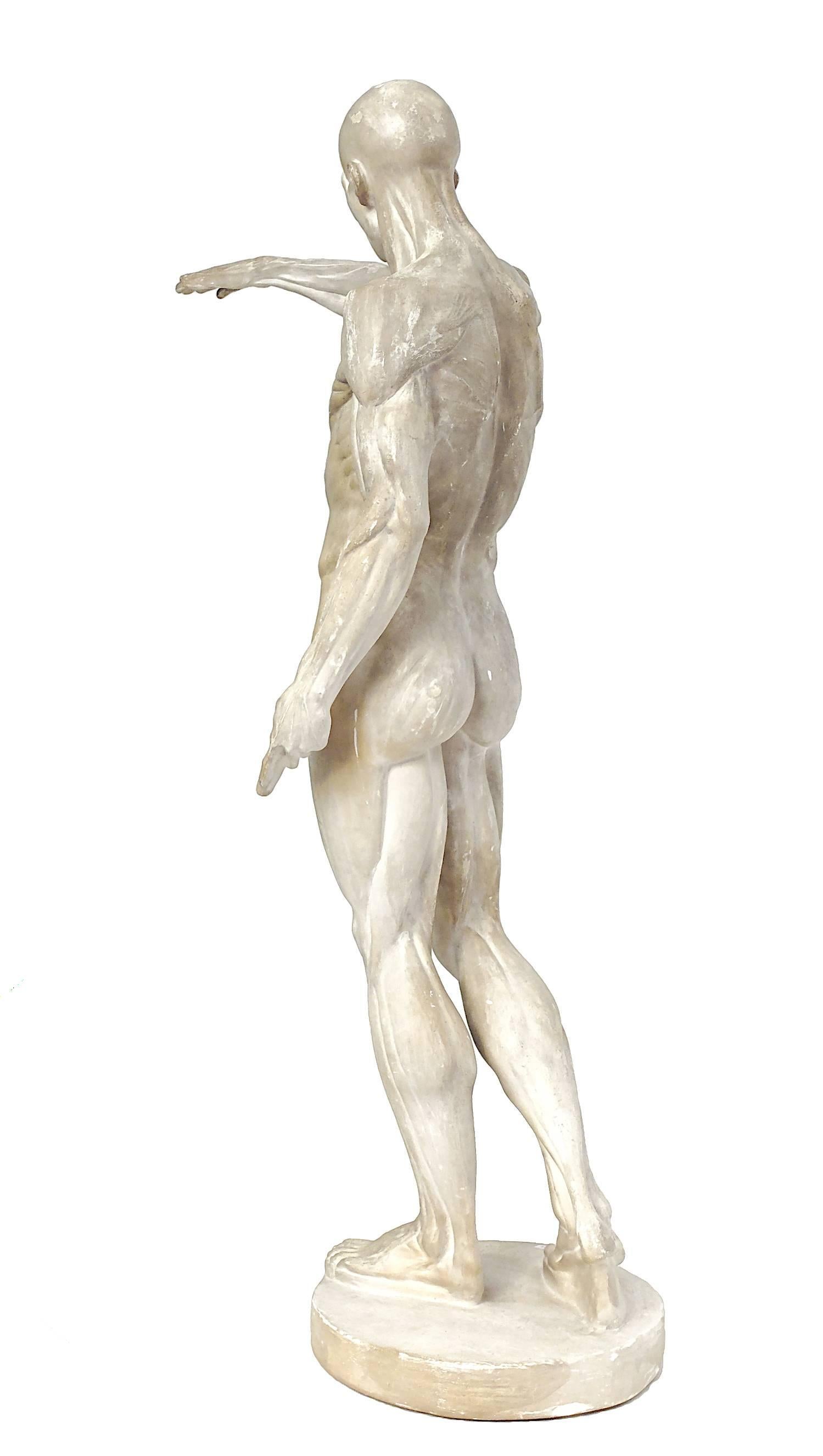 Italian Anatomical Flayed Cast of Plaster Depicting a Standing Man with Lifted Arm