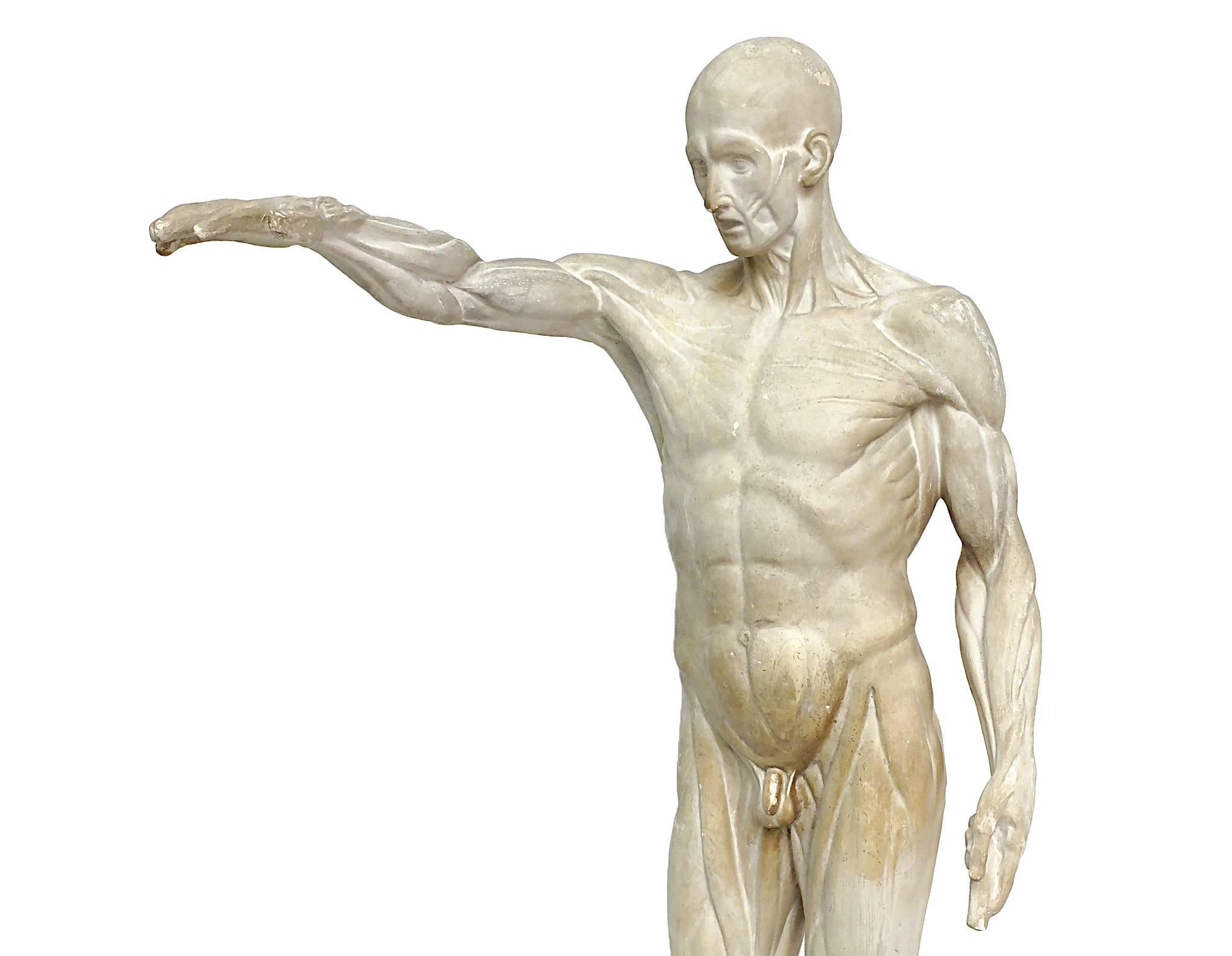 Late 19th Century Anatomical Flayed Cast of Plaster Depicting a Standing Man with Lifted Arm