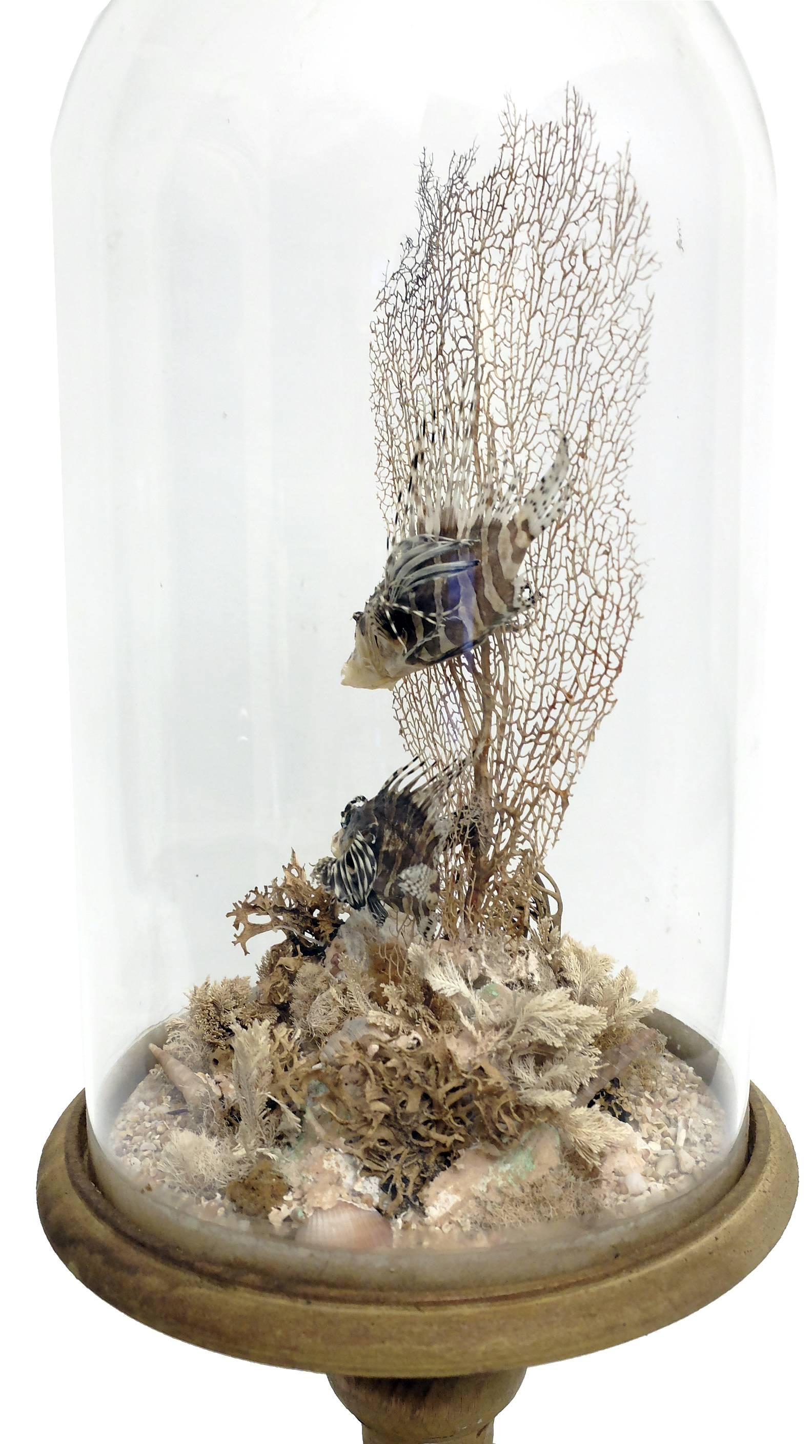 A rare natural Wunderkammer specimen a marine diorama with two decoy fishes Pterois Volitans, a brunch, fan shaped, of horny coral, starfish and reef. The specimens are mounted inside a glass dome, over a gray painted wooden base.