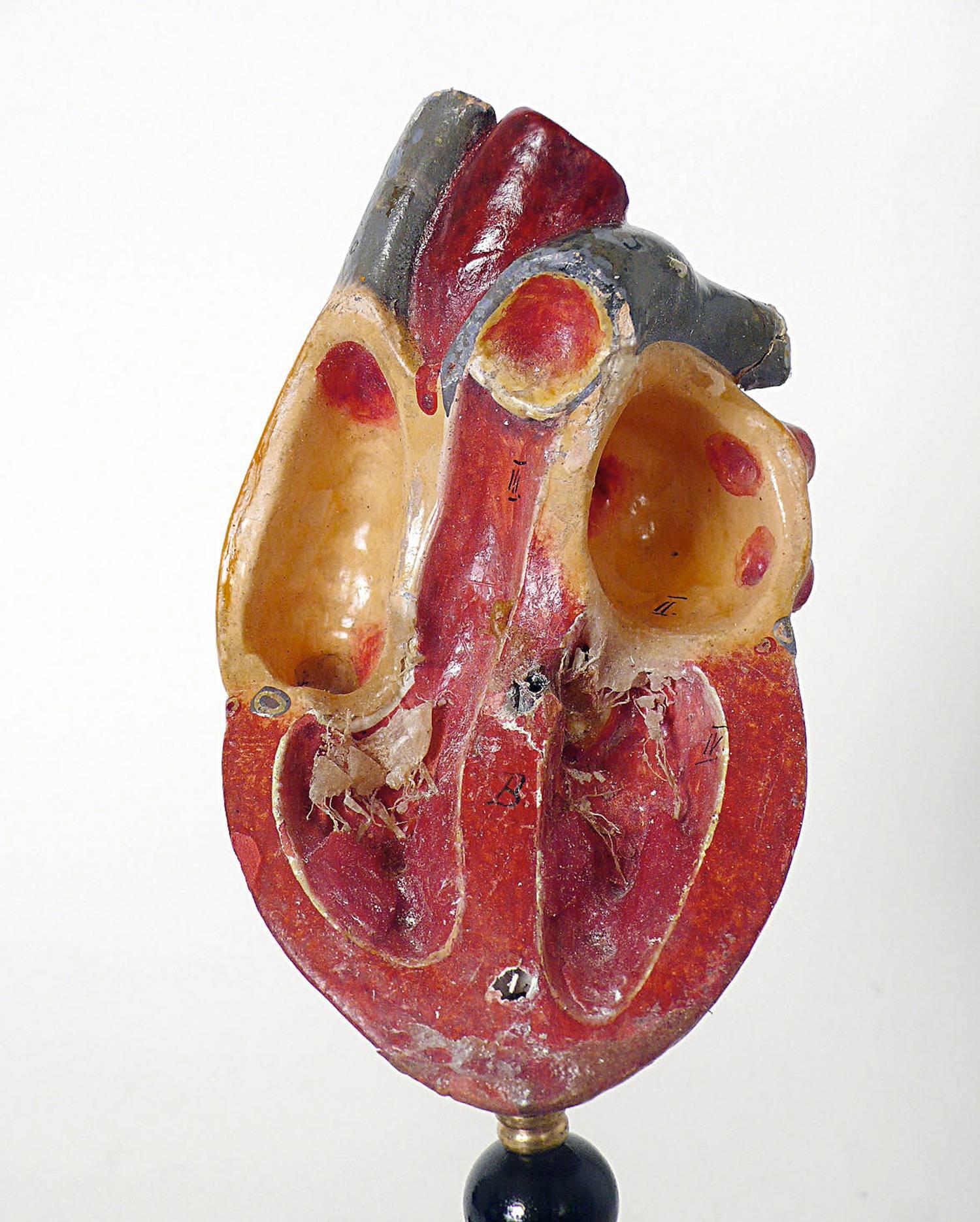 Anatomic Model for Class Depicting a Human Heart, France, circa 1890 1