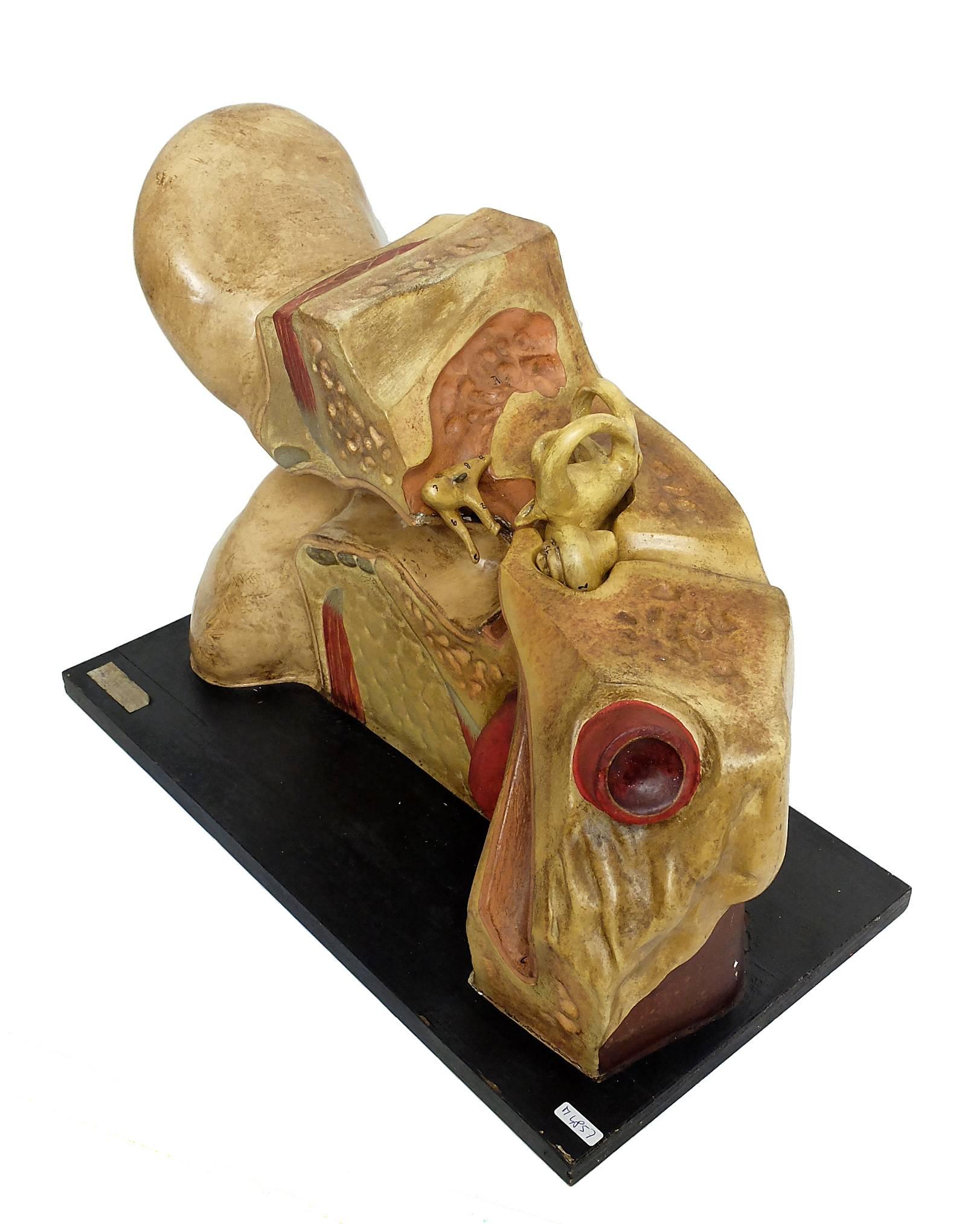 Anatomic model for class, depicting an external and inner ear, made out of painted papier mache’ and mounted on black painted wood.