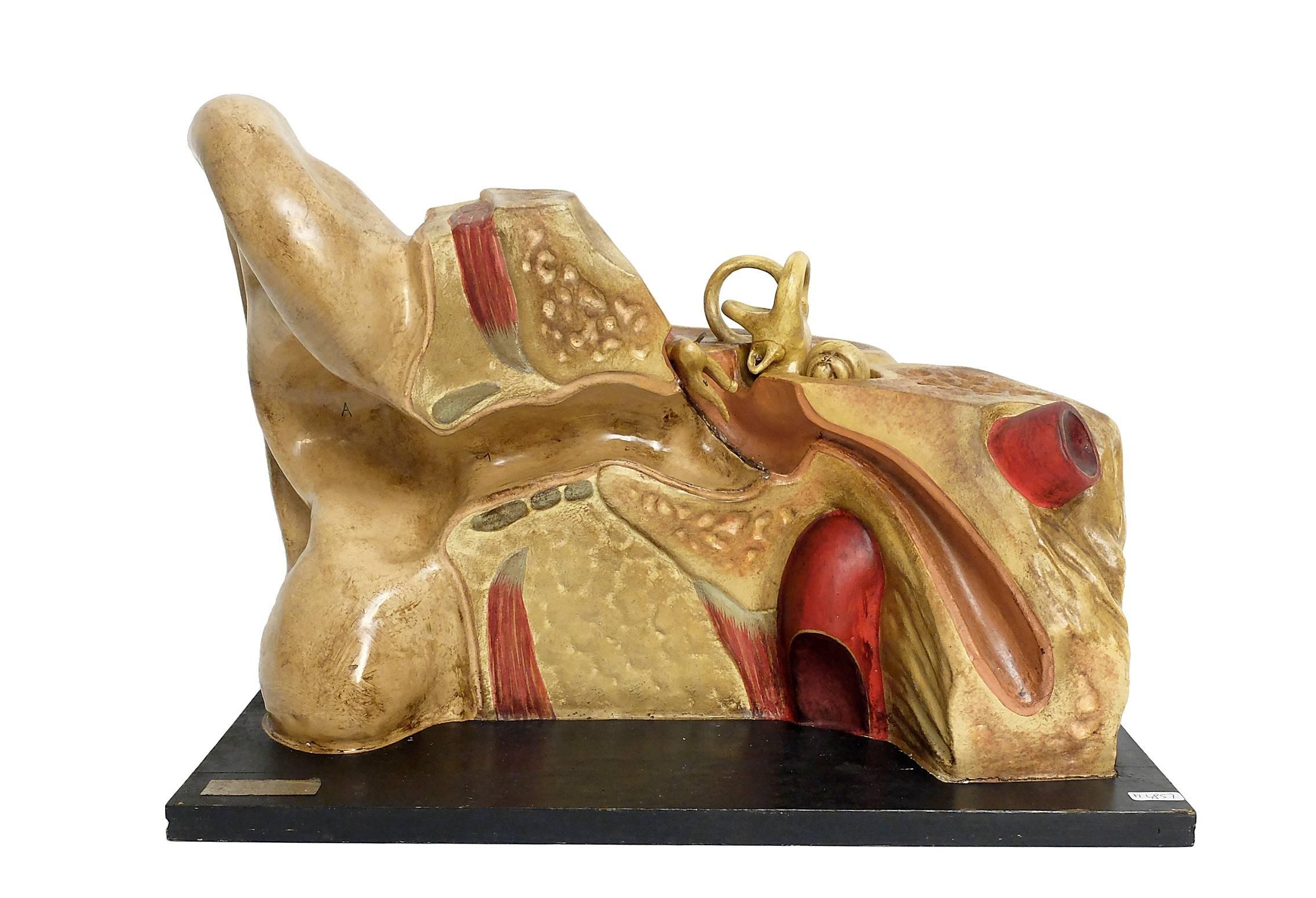 French Anatomic Model for Class Depicting an External and Internal Ear