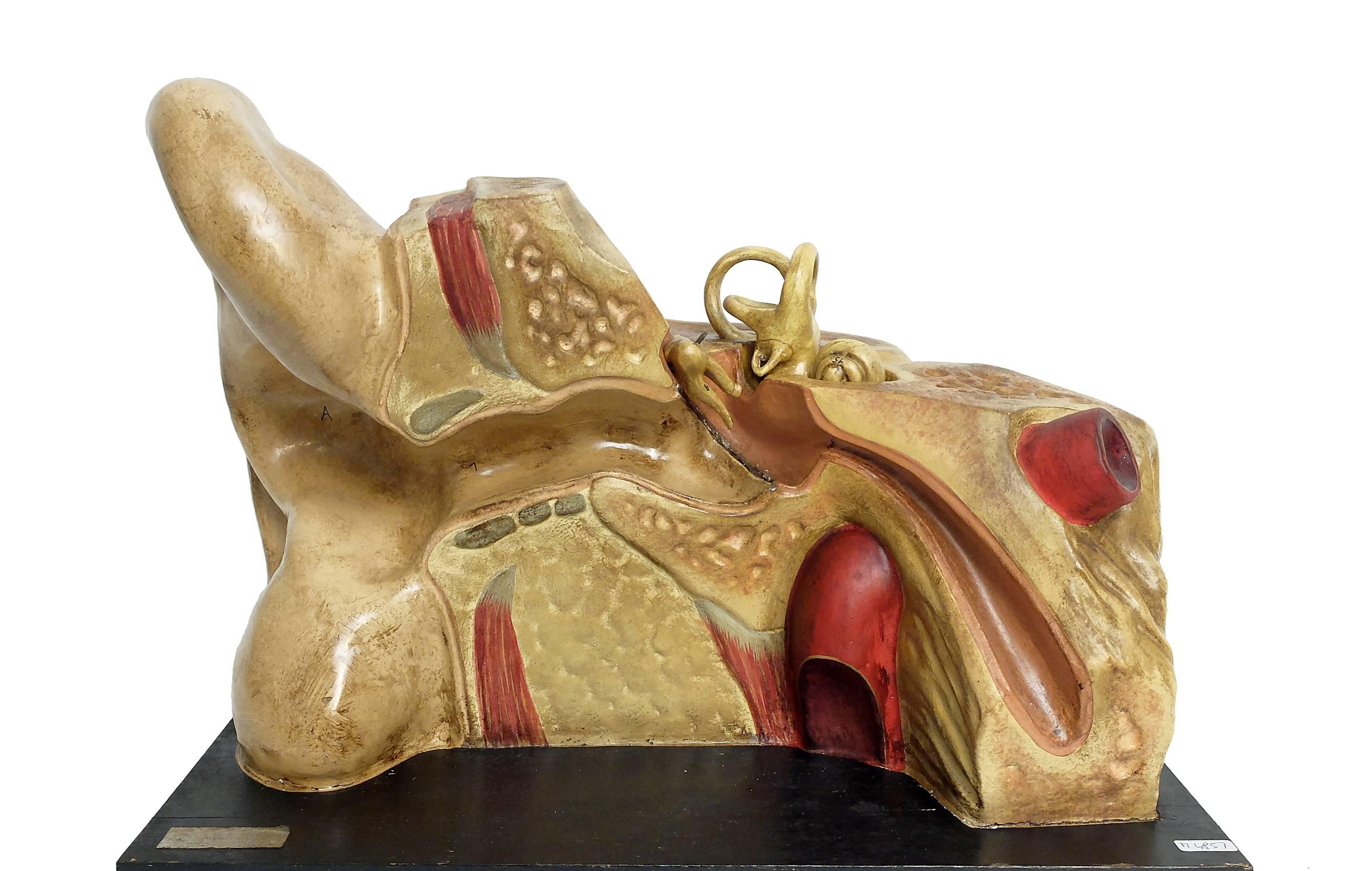 Late 19th Century Anatomic Model for Class Depicting an External and Internal Ear