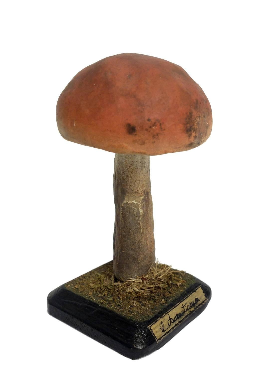 A model for pharmacy of mushroom specimen Aurantiacum. Made out of plaster watercolored. Square wooden black base with moss and hay. It shows on the front one label with the scientific name of the specimen handwritten with ink.