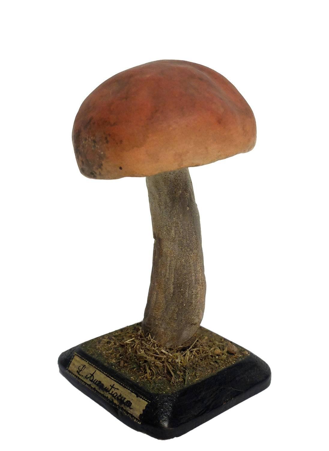 mushroom models