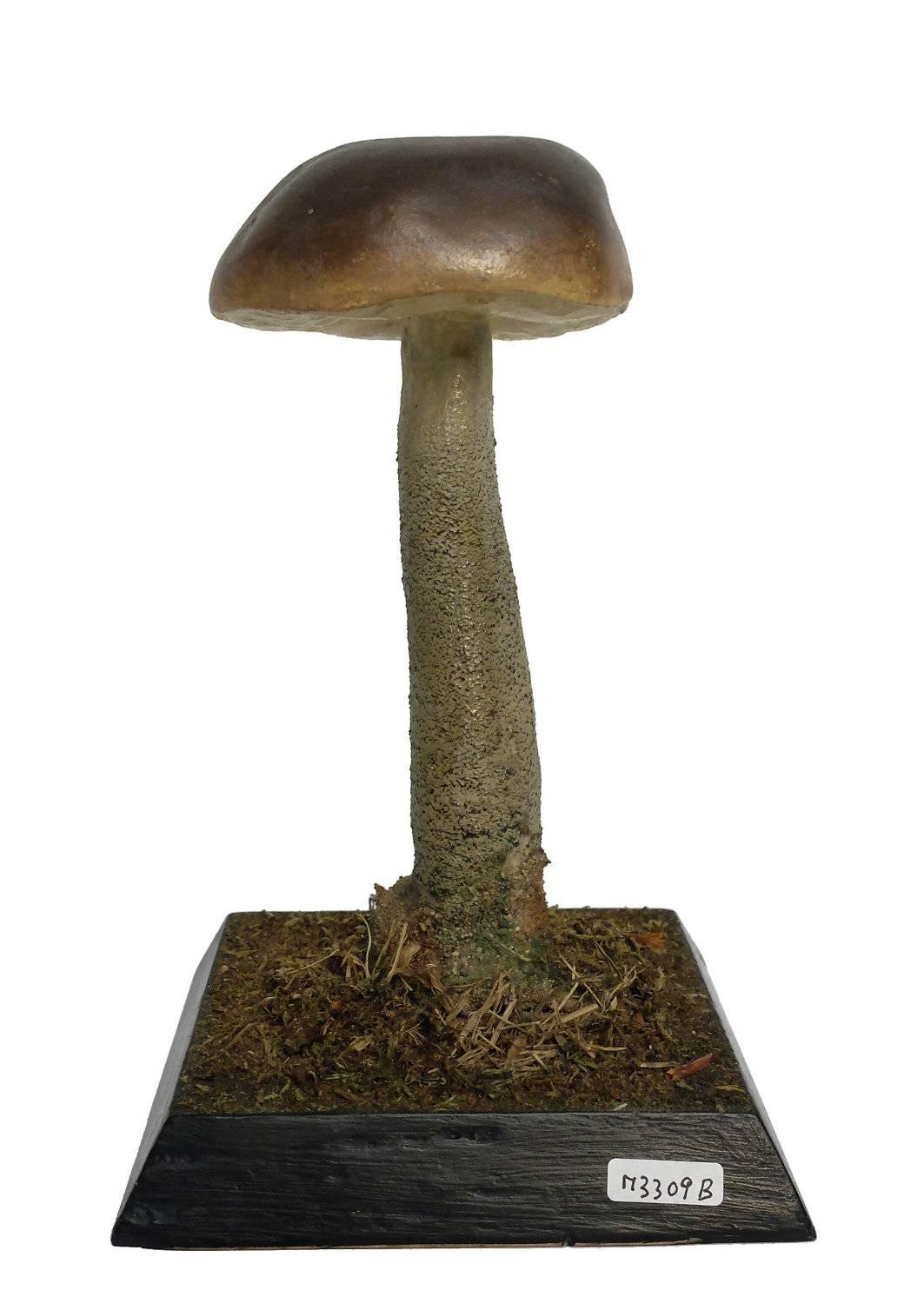 A model for pharmacy of mushroom specimen Leinium Diurusculum. Made out of plaster watercolored. Square wooden black base with moss and hay. It shows on the front one label with the scientific name of the specimen handwritten with ink.