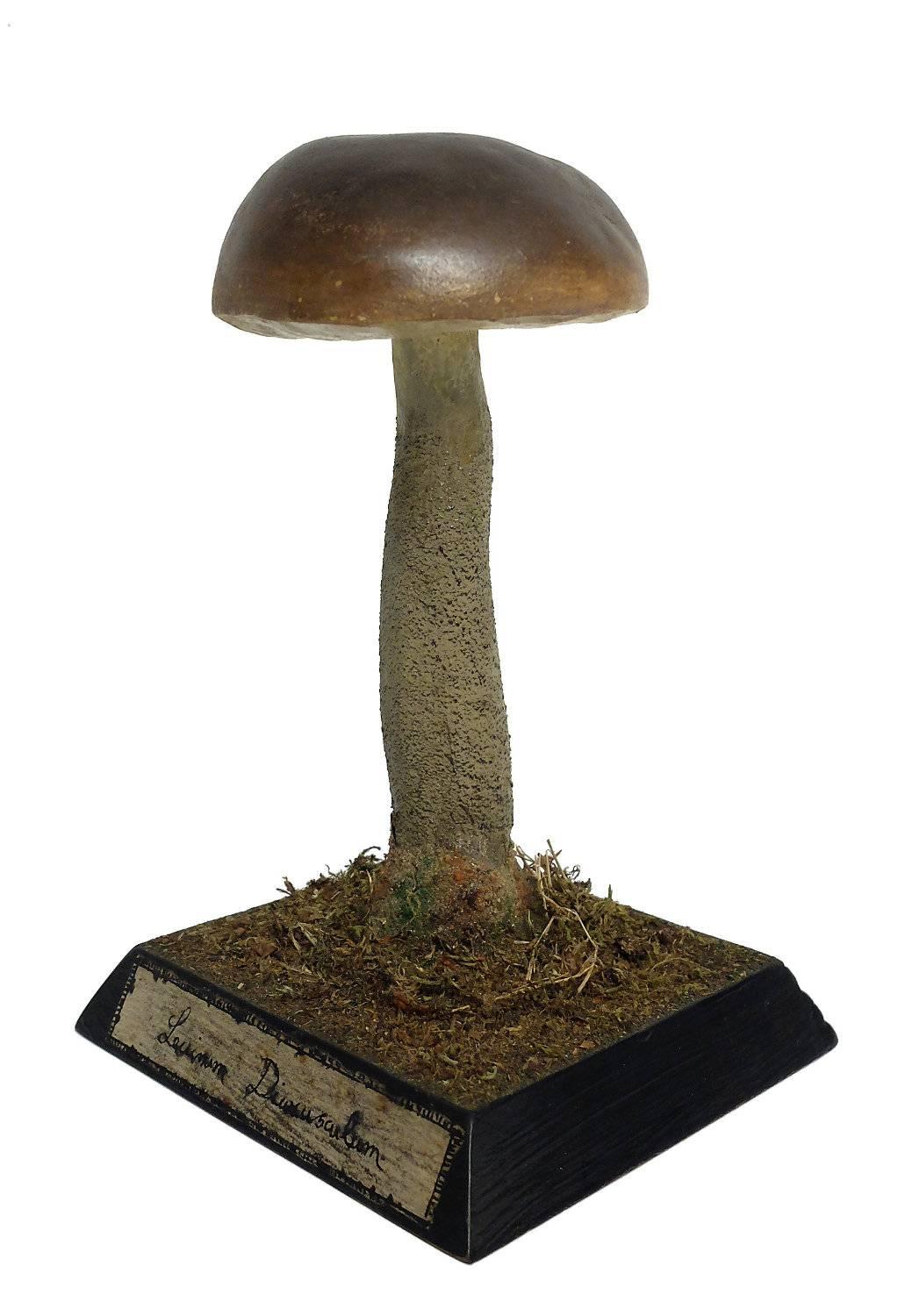 model of mushroom