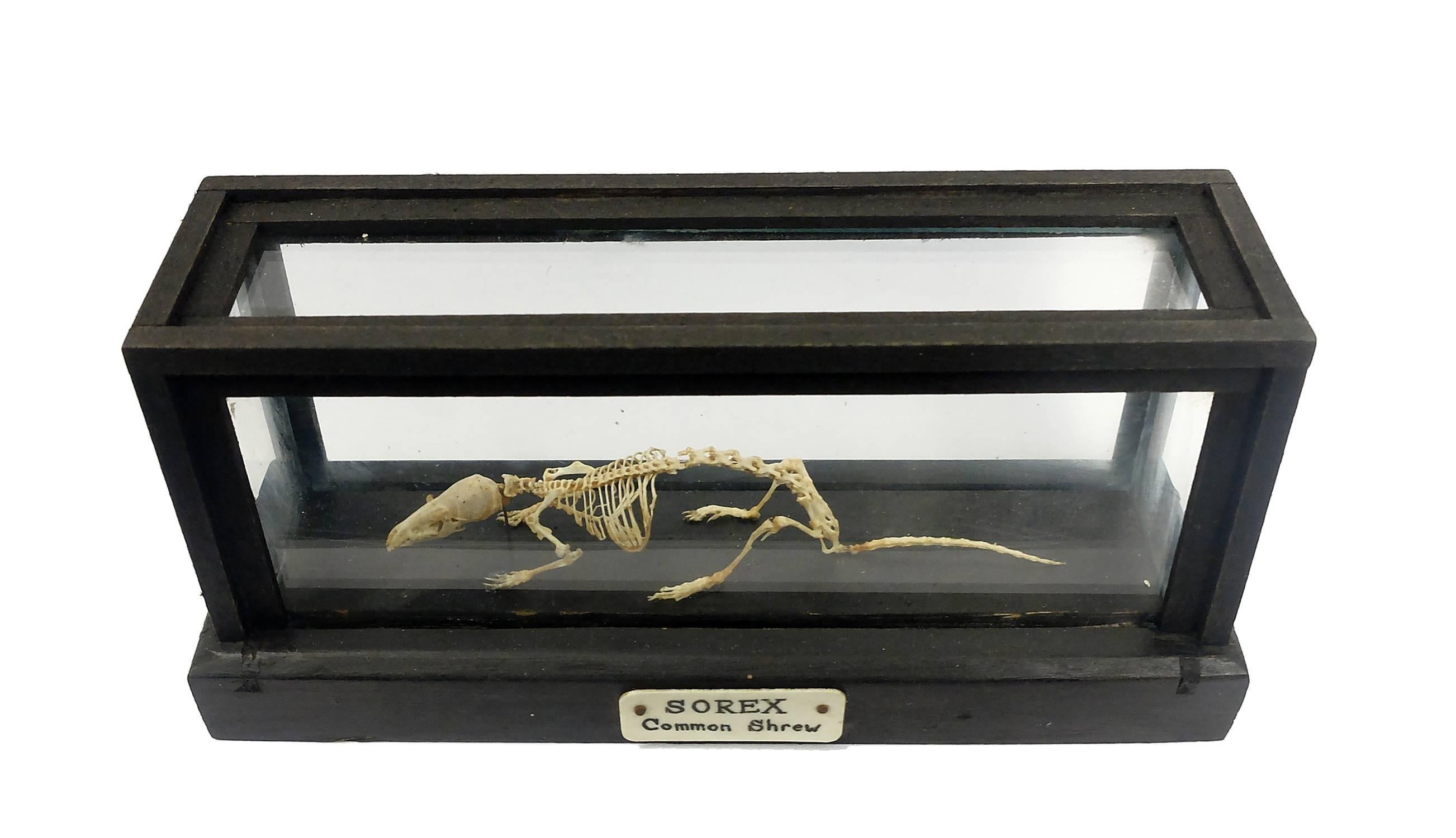 A rare natural specimen of a mouse Sorex Araneus Common Shrews skeleton for Wunderkammer. The specimen is mounted inside a wooden and glass case and wooden base.