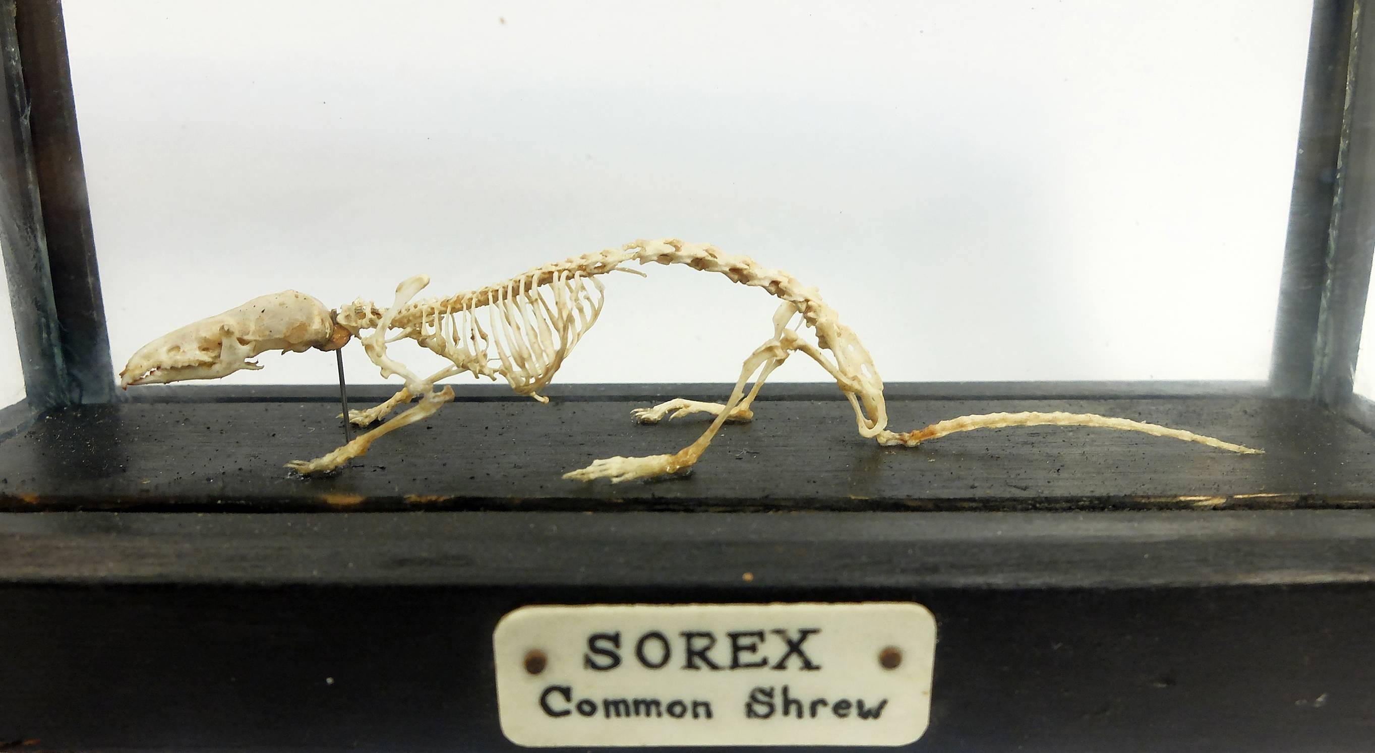 Bone Rare Wunderkammer Natural Specimen, the Sorex Mouse