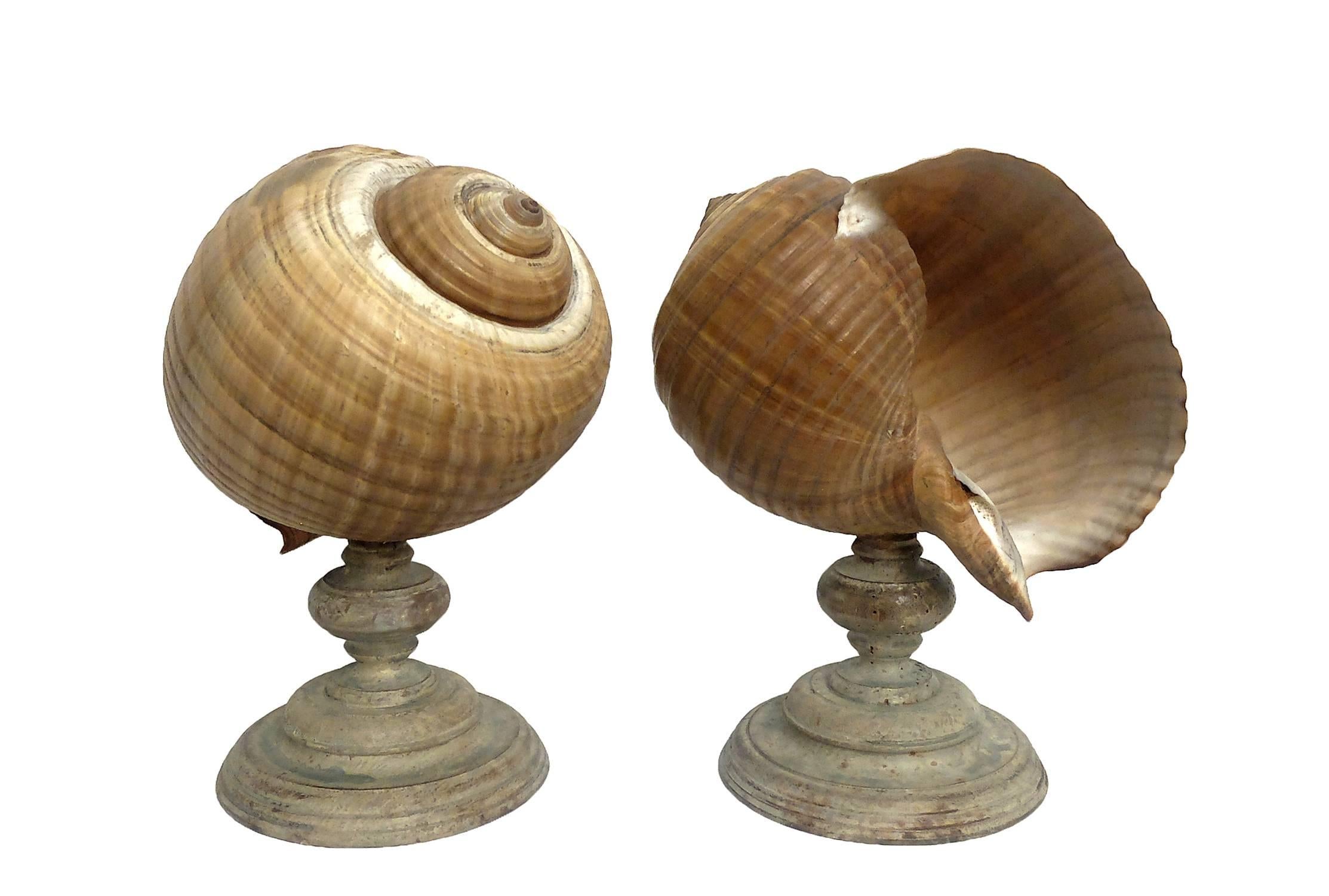 The earlier plint is made out of carved wood over the base, an example of a giant Tun shells Tonna Galéa, Italy, circa 1880. The price is intended for both the pieces.