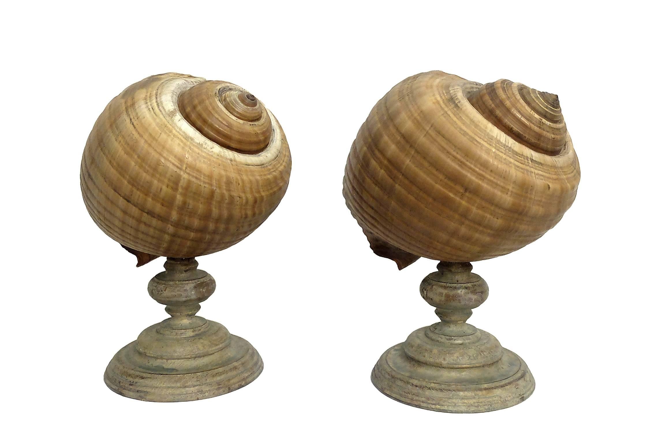 Wunderkammer Natural Specimen, a Pair of a Giant Tun Shells Tonna Galéa In Good Condition In Milan, IT