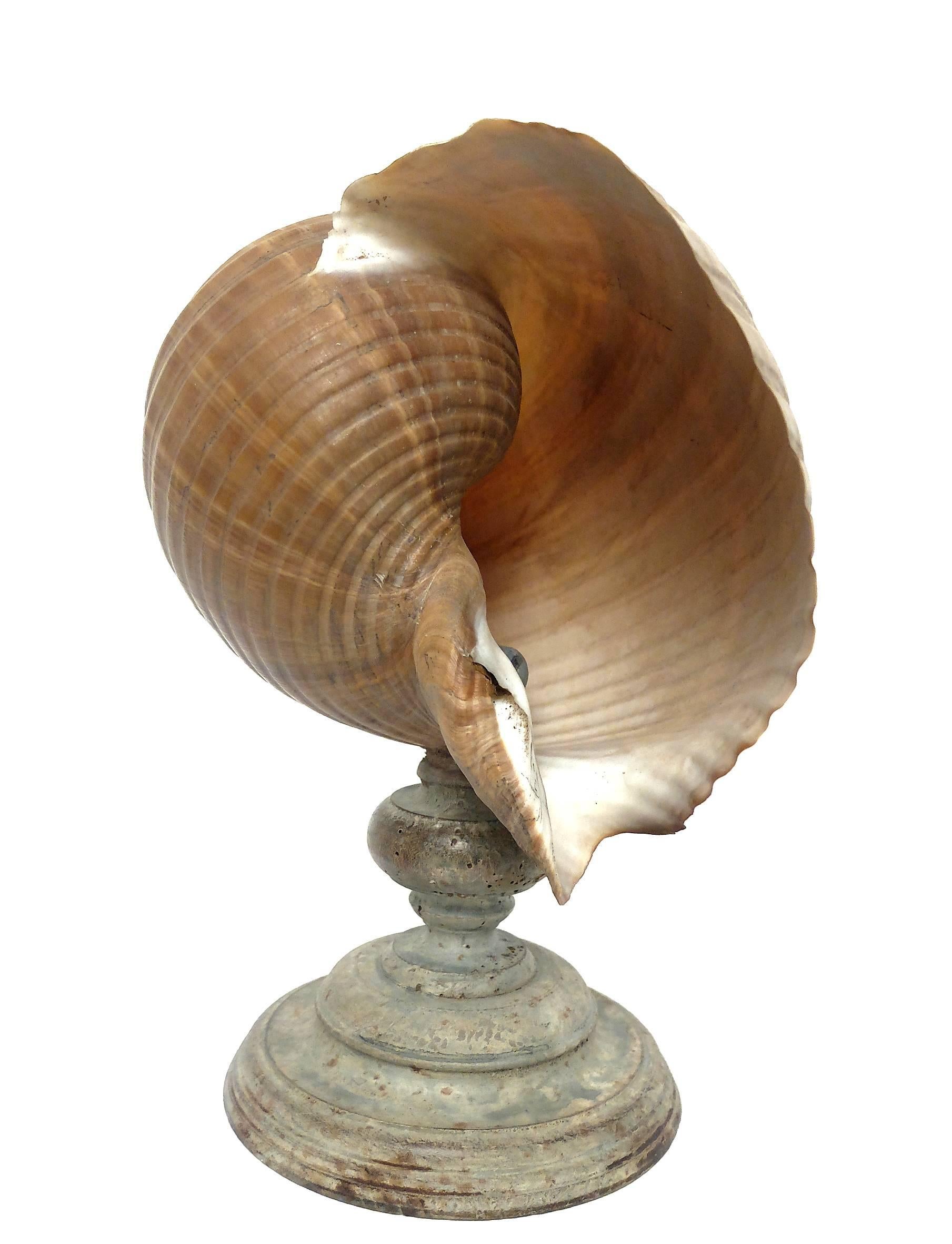 Late 19th Century Wunderkammer Natural Specimen, a Pair of a Giant Tun Shells Tonna Galéa