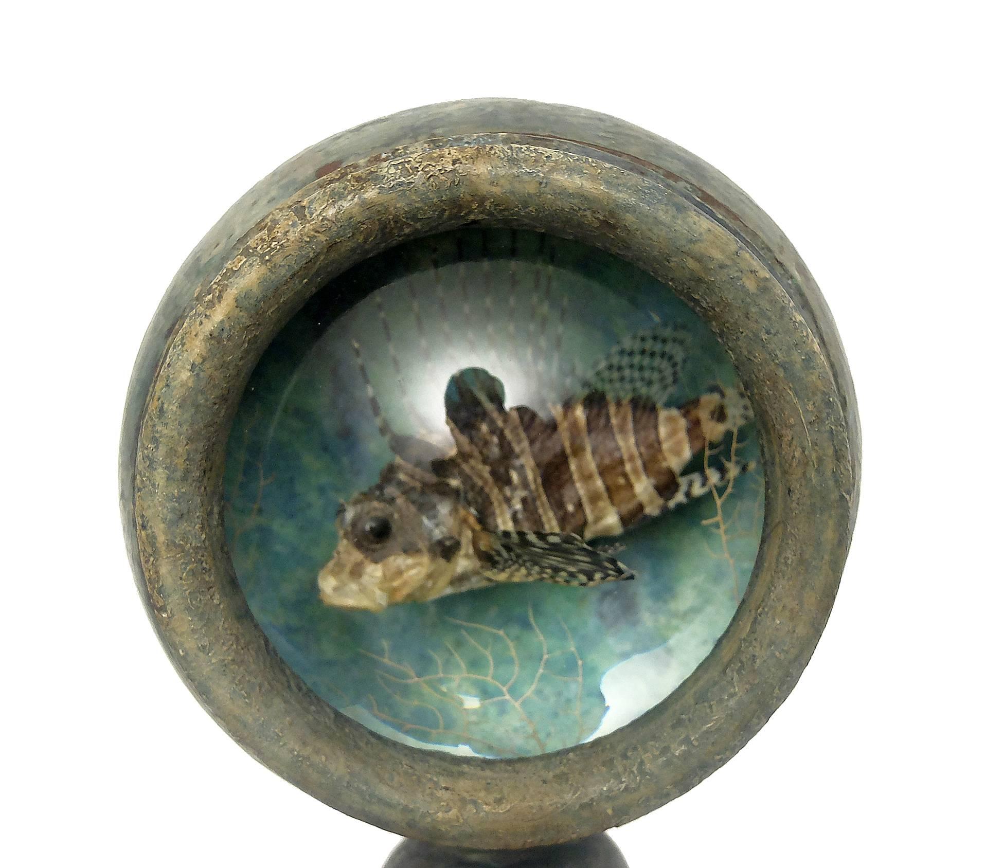 Italian Rare Natural Wunderkammer Specimen, Pair of Diorama with Decoy Fish and Box Fish