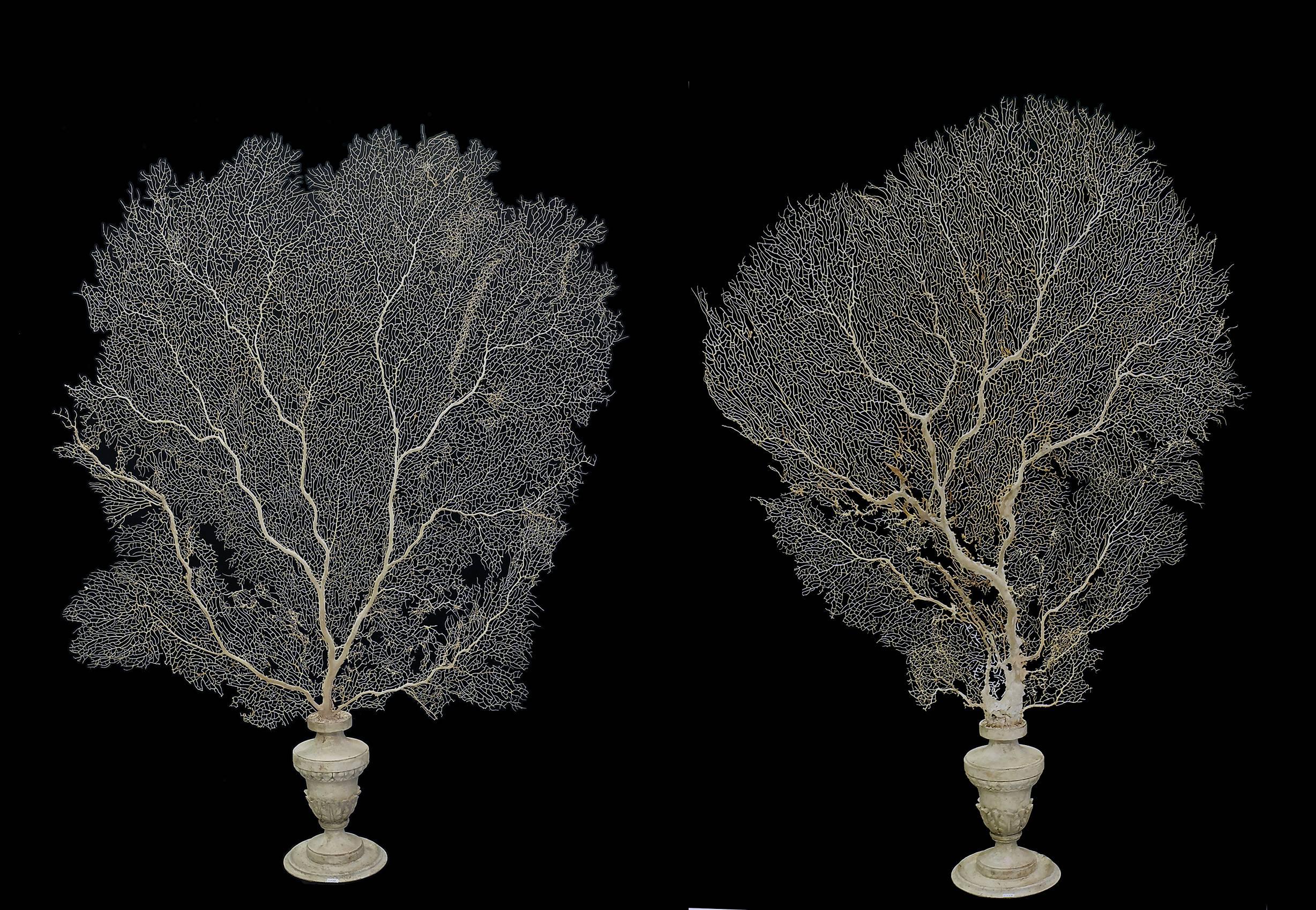 A beautiful and unusual pair of Wunderkammer Specimens. The plinths are made out of white wood (vase shape). Over the base, exceptionally wide and tall branches of natural pale beautiful yellow horny coral natural specimen. The price is intended for