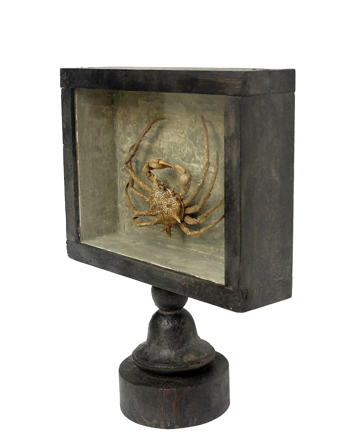 A rare marine natural wunderkammer specimen of a white crab the specimen is stuffed and mounted inside a painted black wooden show case with glass.
