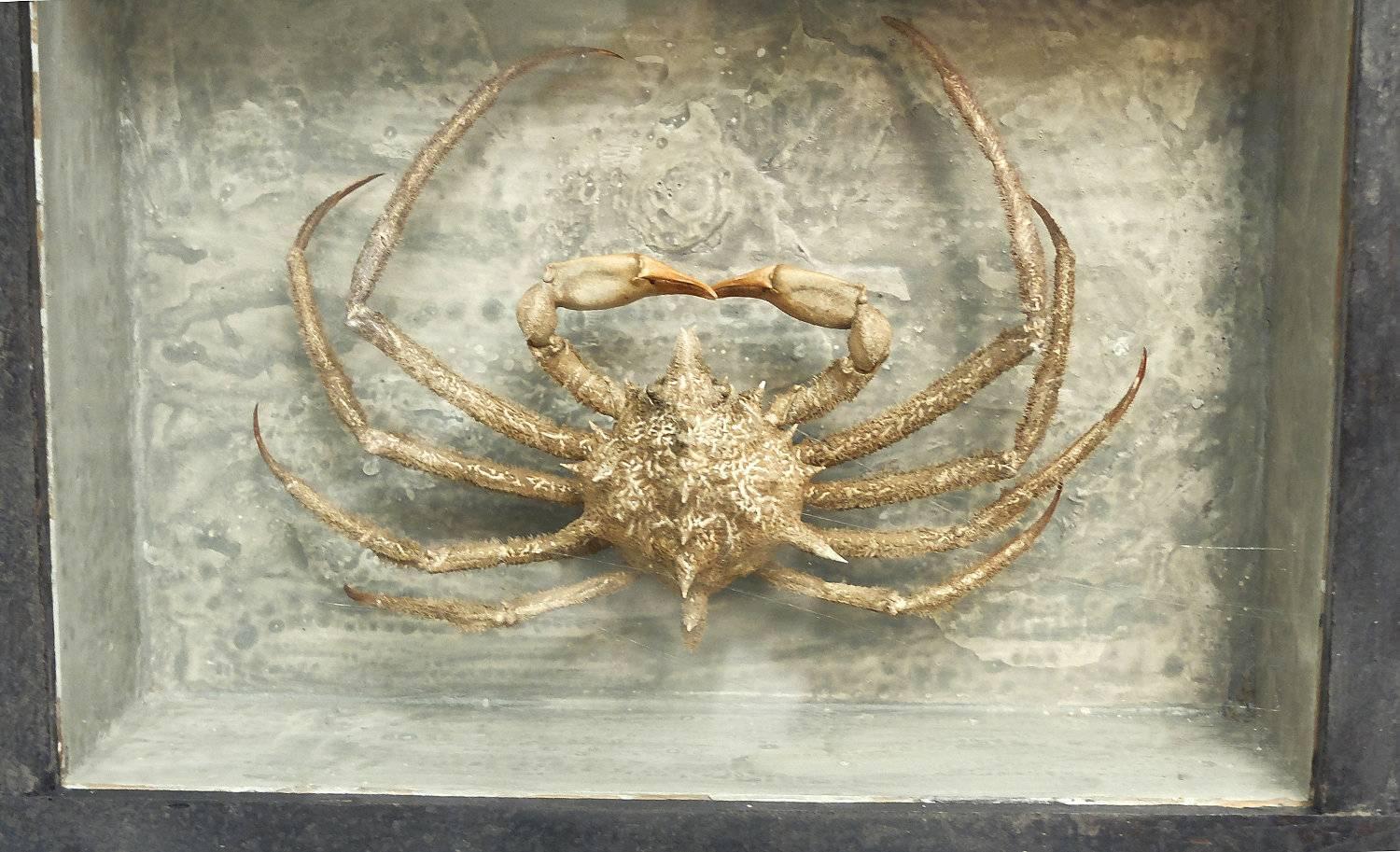 Late 19th Century Rare Marine Natural Wunderkammer Specimen of a White Crab, Italy, circa 1880