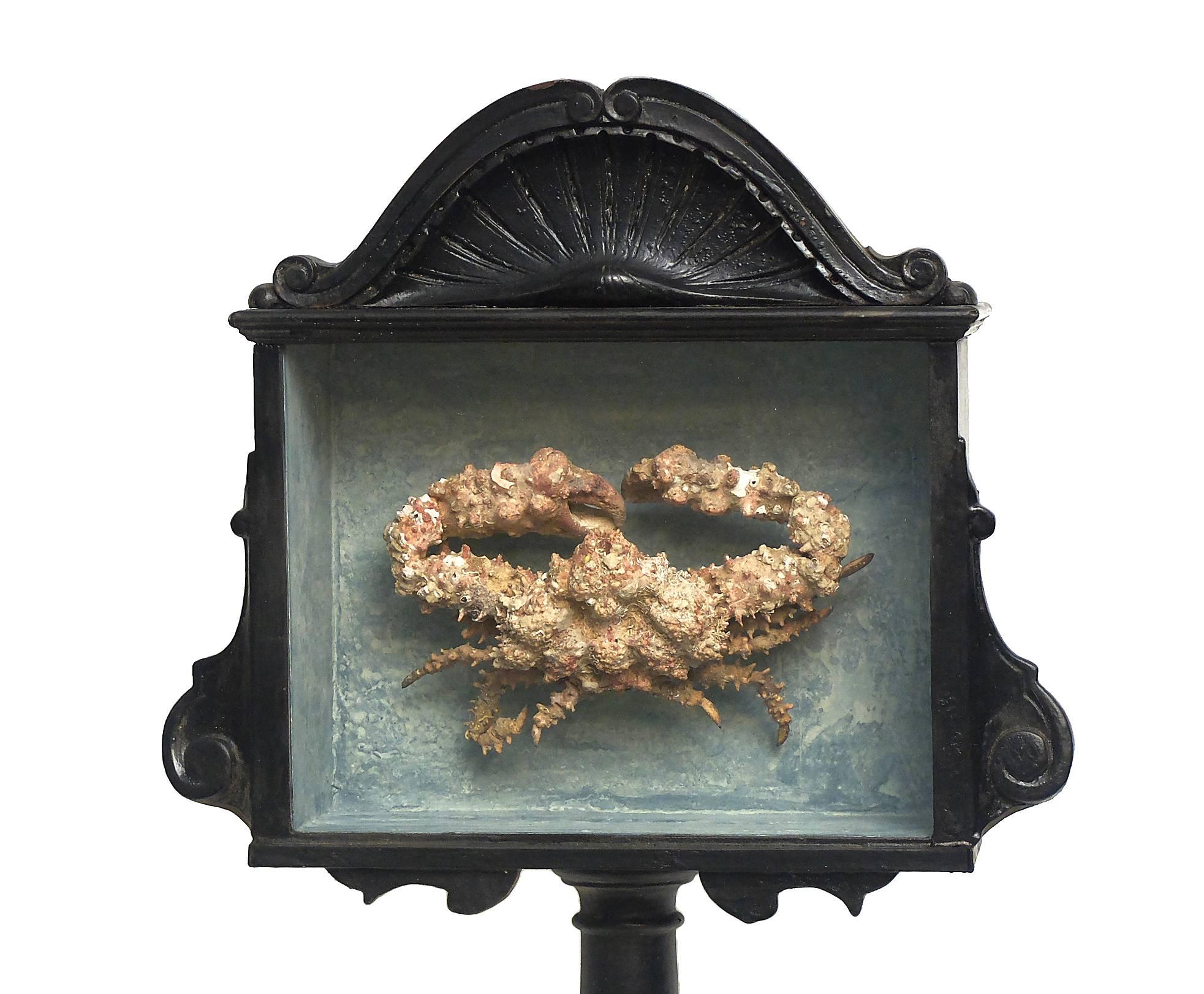 A rare marine natural wunderkammer specimen of a crab. The specimen is stuffed and mounted inside a painted black wooden show case with glass, Italy, circa 1880.