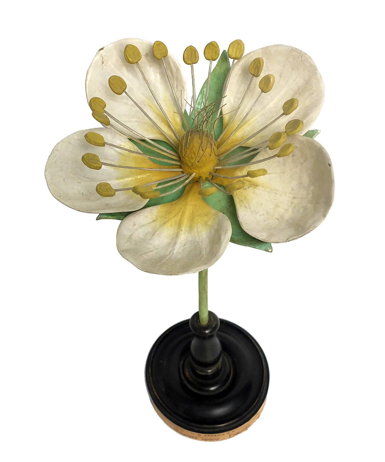A rare botanic didactical specimen depicting a strawberry flower Fragalia Vesca; pale green white color. Made out of papier mâché, wood and metal. Black wooden base hand painted. Extremely detailed. Paravia, Milano.
