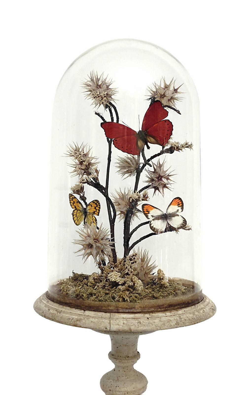 A Diorama with natural Wunderkammer Specimens of butterflies leaned over flowering tree branches willing over moss. The Specimens are mounted inside a little glass dome over a lite blue painted wooden base.