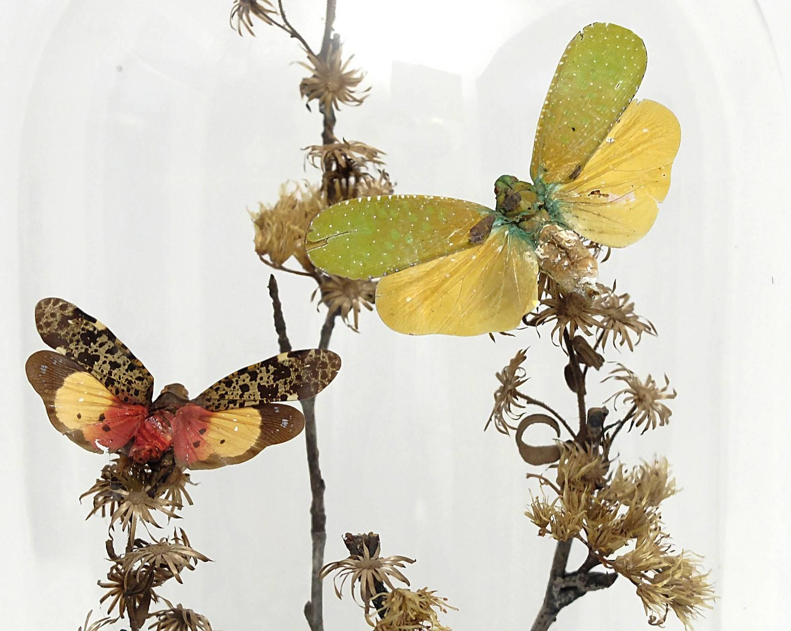 Natural Wunderkammer Diorama with Butterflies and Flowers 4
