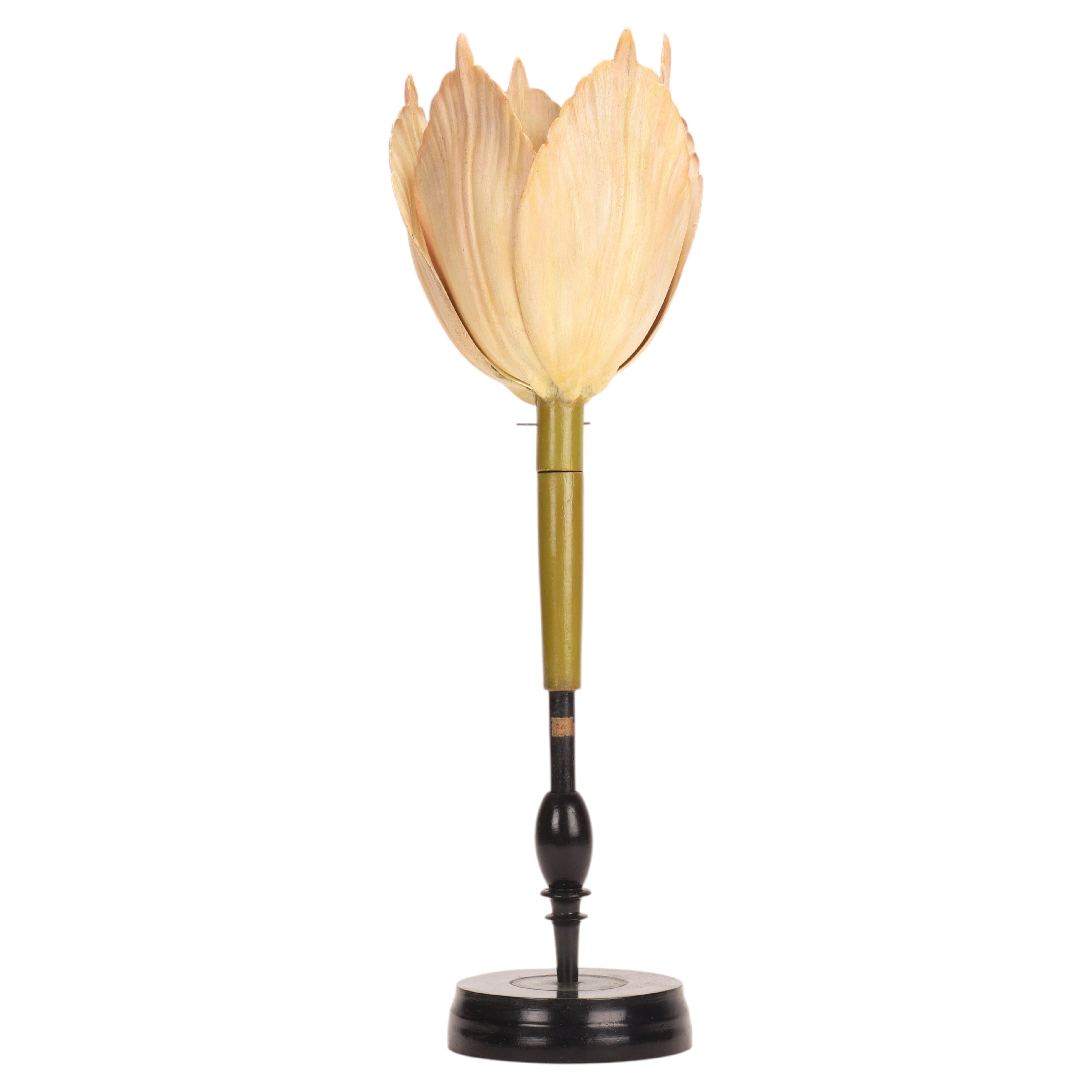 A botanic model of a pale pink tulip, Brendel, Germany 1880. For Sale