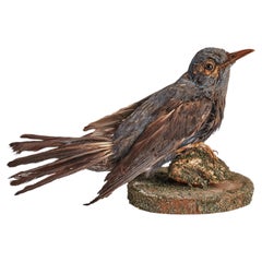 Stuffed bird for natural history cabinet, Italy 1880.