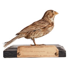 Stuffed bird for natural history cabinet: a Bunting, Italy 1880.