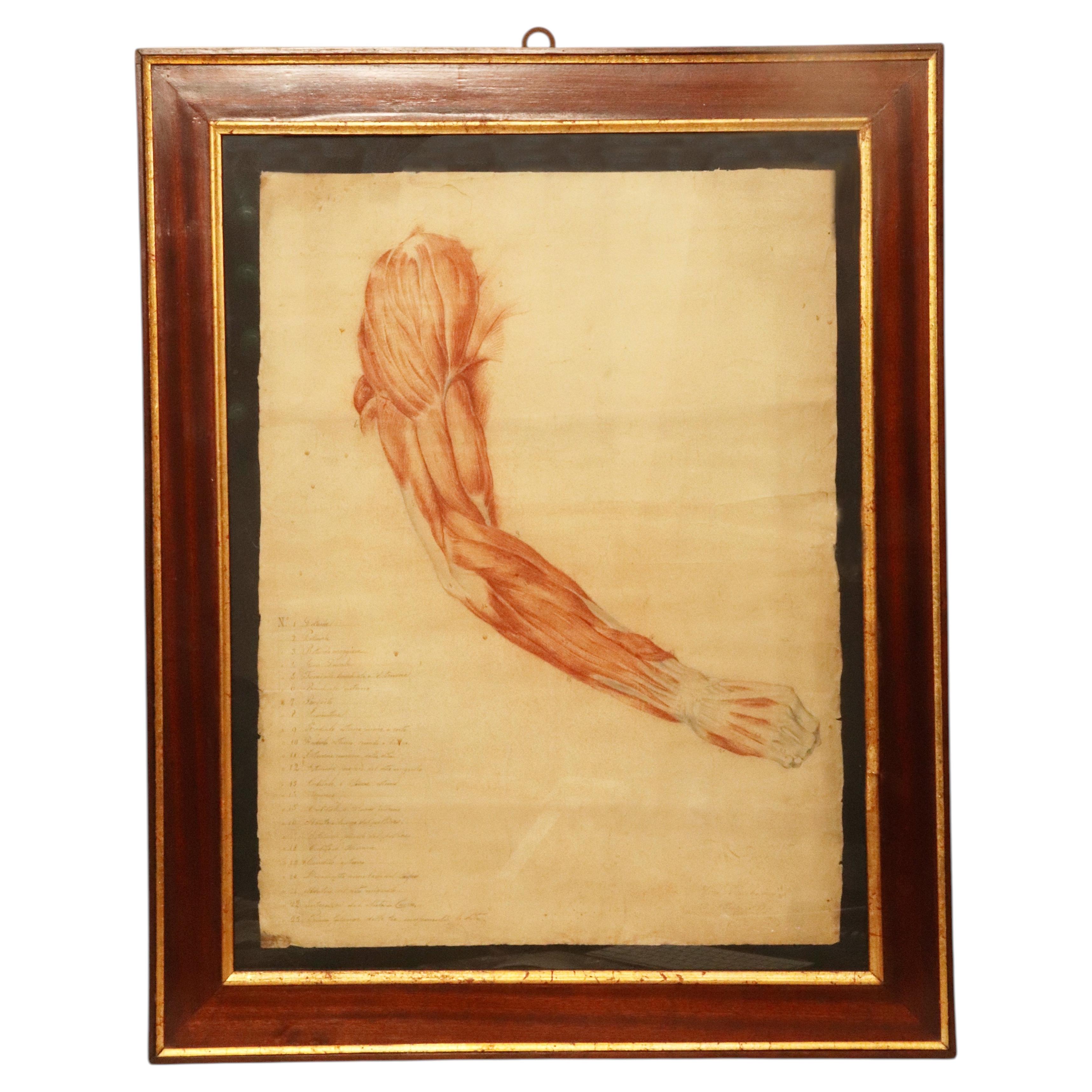 Disegno anatomico di un arto superiore, realizzato a matita e sanguigna, Italia 1889.