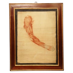 Dibujo anatómico de un miembro superior, realizado a lápiz y sanguina, Italia 1889.