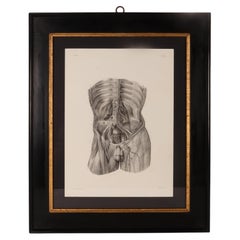 Rare anatomical engraving on paper, by J.B.M. Bourgery, France mid-19th century.