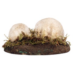 Un modelo de seta de farmacia: Agaricus Bisporus Imach, Italia 1950.