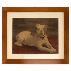 Aquarelldruck mit der Darstellung einer englischen Bulldogge, England 1910.