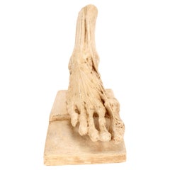 Ancient plaster anatomical model of a flayed foot, Italy 1900.