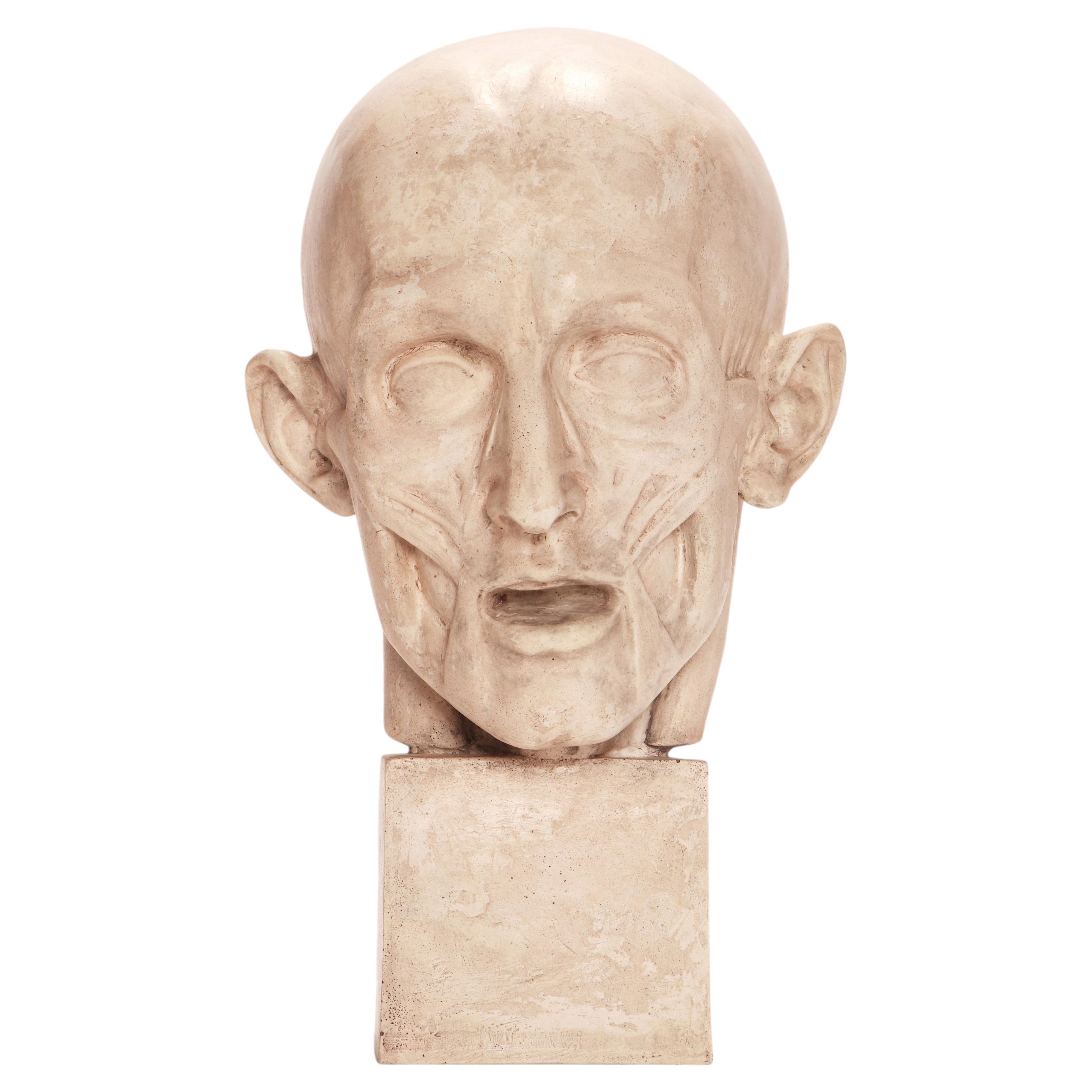 Ancient plaster anatomical model of a partially flayed head, Italy 1900.