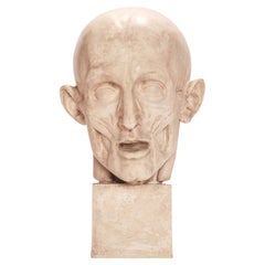 Ancient plaster anatomical model of a partially flayed head, Italy 1900.