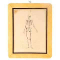 Anatomical drawing of a skeleton, made in pencil and ink, Italy 1890.