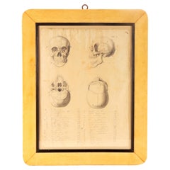 Anatomical drawing of four views of a skull, made in pencil and ink, Italy 1890.