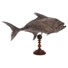 Spécimen marin de taxidermie : un poisson Pomfret fauve, Italie 1870.