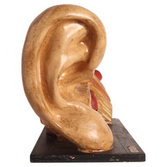 Anatomical model: an external and inner ear, Dresden, Germany 1920.