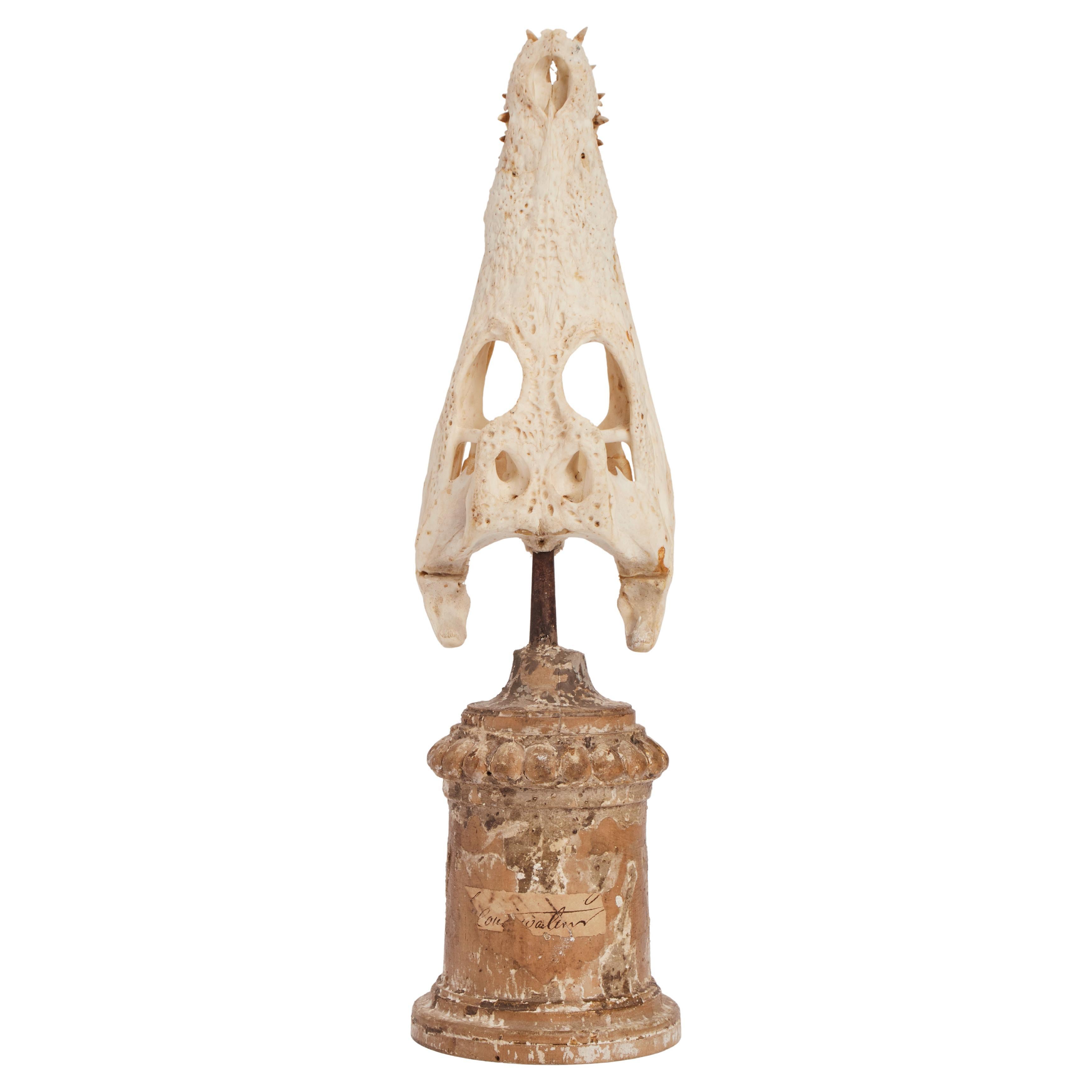 A crocodile skull wunderkammer specimen, Italy 1870.