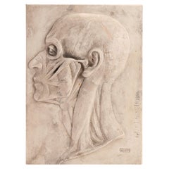 An anatomical plaster model of the section of the head, Austria 1870.