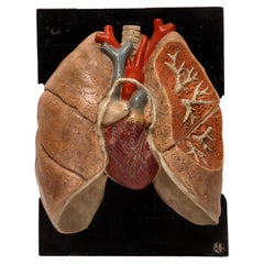 Anatomical model for class of the lungs and heart, Germany 1920.